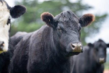 Tarlada bir ineğe yaklaş