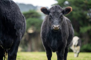 Siyah ve beyaz inekler çiftlikte