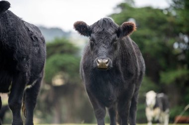 Yeşil çayırlarda otlayan inekler