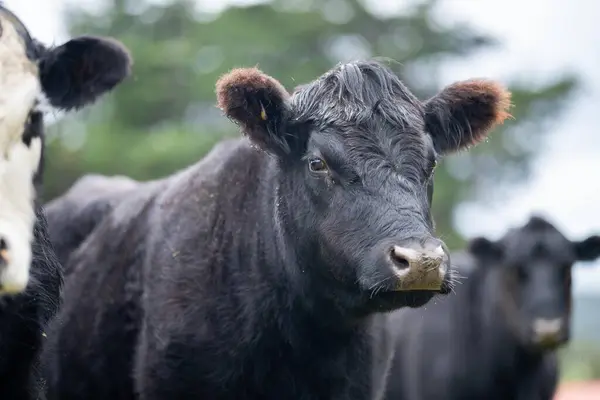 Dağlardaki çayırlarda siyah ve beyaz inekler