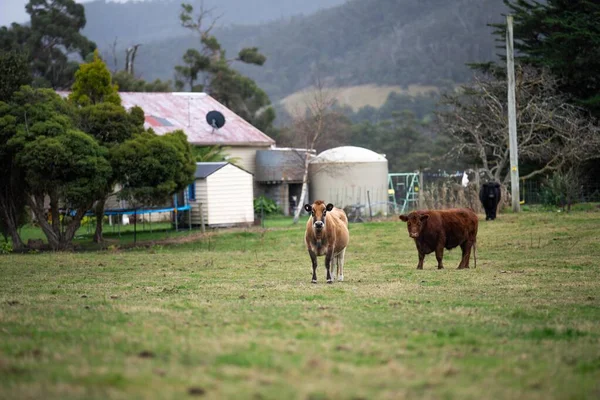 田舎の牛 — Stockfoto