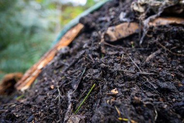Yakın - bir ağaç kabuğunun görünümü