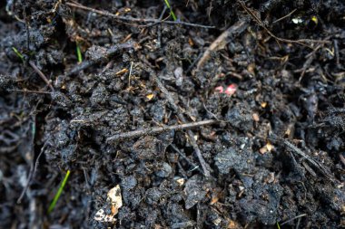 Ormandaki toprak ve küçük bitki