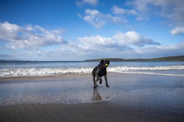 Altın saat boyunca bulutlu mavi gökyüzünün altında sahilde yürüyen bir köpeğin güzel bir görüntüsü.