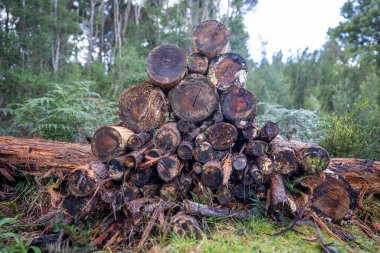 kıyılmış günlükleri yığını