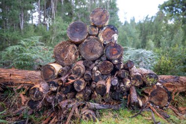 pile of cut logs for the background