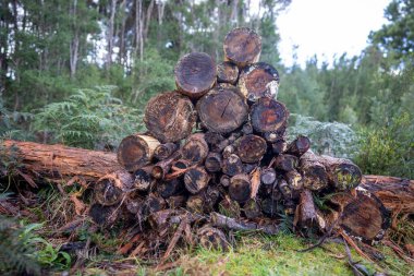 pile of cut pine tree trunks, cut in the woods