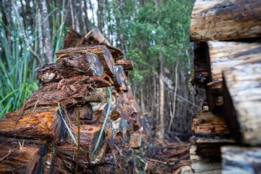 Ormandaki eski ahşap çitler