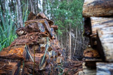 Ormandaki eski ahşap ev