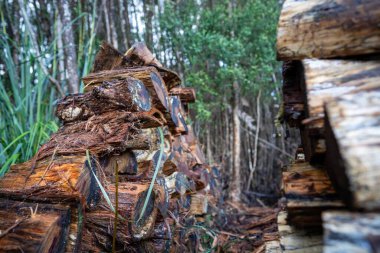 Ormandaki bir ağacın yakınında.