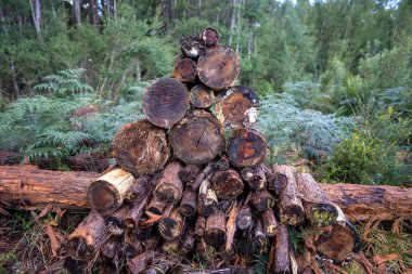 Pile of stacked fire wood in a Garden by a house in Tasmania Australia in winter
