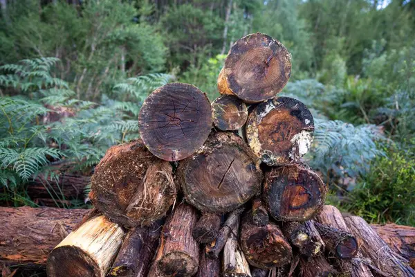 Pile of stacked fire wood in a Garden by a house in Tasmania Australia in winter