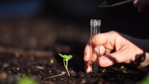 土壌試験用の土壌サンプルを採取しました 炭素配列と植物の健康をテストする — ストック動画