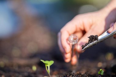 Çiftçi tarladaki bir test tüpünden toprak örnekleri topluyor. Çiftlikteki toprak karbon ve bitki sağlığını kontrol eden tarımcı.