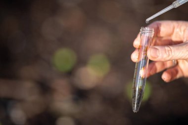 Bir tarlada toprak testi için toprak örneği alıyorum. Avustralya 'da karbon tecrit ve bitki sağlığı testi