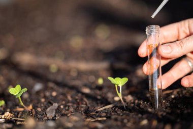 Çiftçi tarladaki bir test tüpünden toprak örnekleri topluyor. Çiftlikteki toprak karbon ve bitki sağlığını kontrol eden tarımcı.
