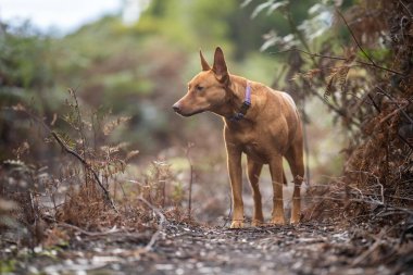 Kelpie Dog, Avustralya 'da bir patikada kurşundan kurtuldu.