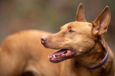 Kelpie Dog, Avustralya 'da bir patikada kurşundan kurtuldu.