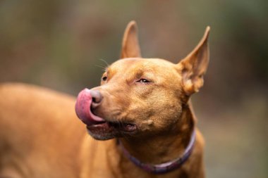 Kelpie Dog, Avustralya 'da bir patikada kurşundan kurtuldu.