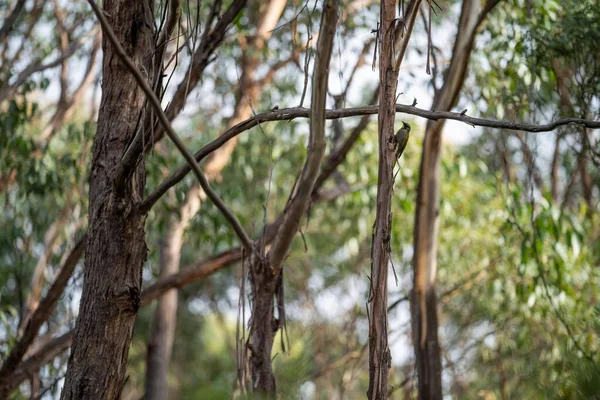 Australia Árbol Goma Arbustiva Bosque Australia —  Fotos de Stock