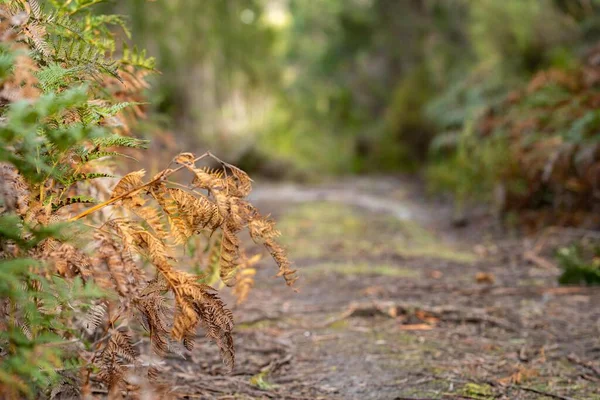 Μονοπάτι Θάμνων Στο Δάσος Αμμώδης Εκτός Δρόμου Πίστα Στην Αυστραλία — Φωτογραφία Αρχείου