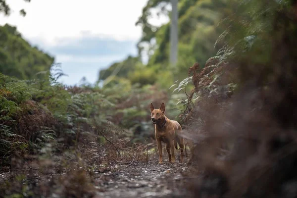 Kelpie Dog Ołowiu Krzakach Szlaku Australii — Zdjęcie stockowe
