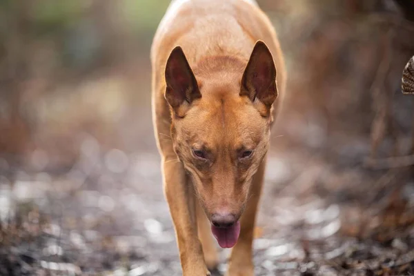 Kelpie Hund Bly Busken Ett Spår Australien — Stockfoto