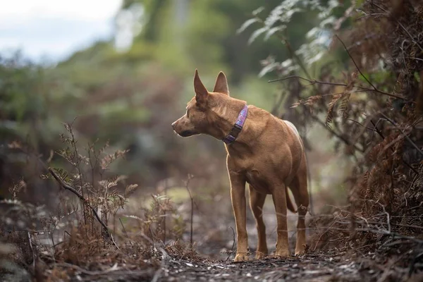 Kelpie Dog Ołowiu Krzakach Szlaku Australii — Zdjęcie stockowe