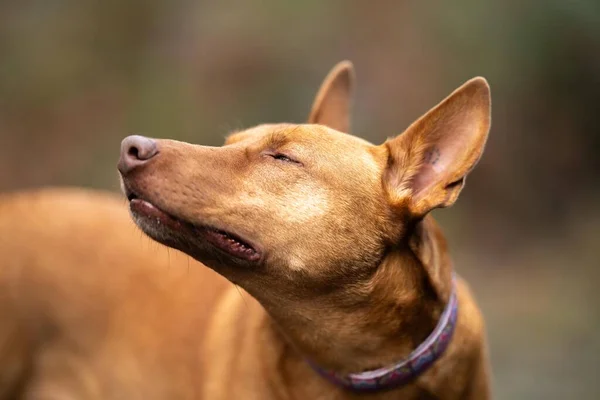 Kelpie Hund Bly Busken Ett Spår Australien — Stockfoto