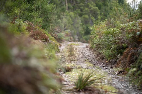 Sentier Brousse Dans Forêt Piste Sablonneuse Hors Route Australie Dans — Photo