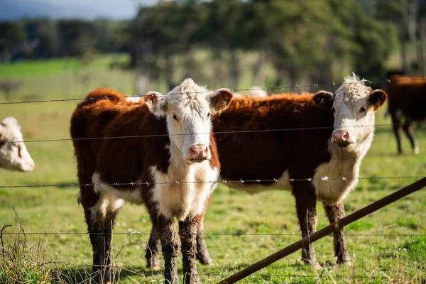 Корови Пасуться Заході Сонця Фермі — стокове фото