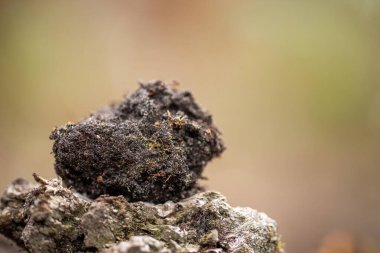 Yenileyici organik çiftçi, toprak örnekleri alıyor ve bir çiftlikteki bitkilere bakıyor. İlkbaharda sürdürülebilir tarım uygulaması