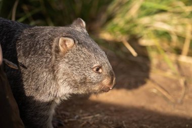 Avustralya çalılıklarında, Tazmanya parkında güzel bir wombat. Avustralya 'da bir milli parkta çim yiyen Avustralya yaban hayatı.