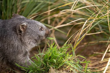 Avustralya çalılıklarında, Tazmanya parkında güzel bir wombat. Avustralya 'da bir milli parkta çim yiyen Avustralya yaban hayatı.