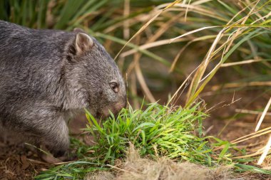 Avustralya çalılıklarında, Tazmanya parkında güzel bir wombat. Avustralya 'da bir milli parkta çim yiyen Avustralya yaban hayatı.