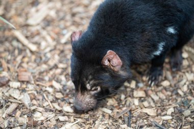 Tazmanya çalılıklarında güzel bir Tazmanya canavarı. Avustralya 'da ilkbaharda ulusal bir parkta Avustralya' da vahşi yaşam