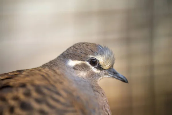 Fermer Oiseau Colombe Aile Bronze Dans Brousse Australienne Printemps — Photo