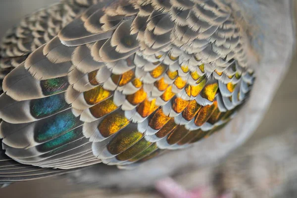 Close Bronze Wing Dove Bird Australian Bush Spring — Stock Photo, Image