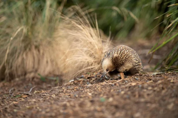 Piękna Ekidna Australijskim Krzaku Tasmańskim Pustkowiu Australijska Przyroda Parku Narodowym — Zdjęcie stockowe