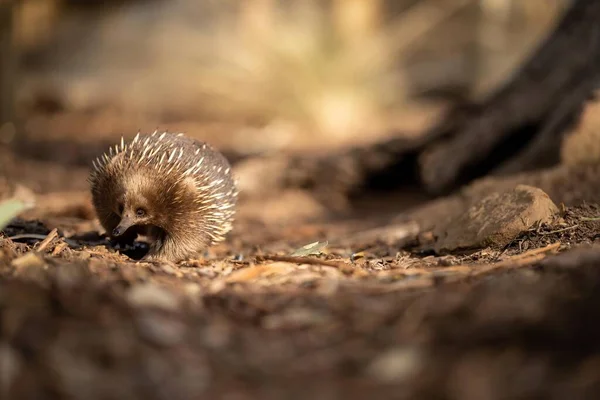 Piękna Ekidna Australijskim Krzaku Tasmańskim Pustkowiu Australijska Przyroda Parku Narodowym — Zdjęcie stockowe