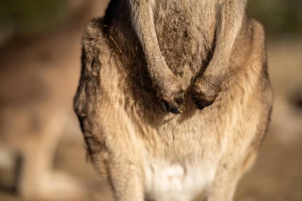 Gros Plan Beau Kangourou Dans Brousse Australienne Nsw Faune Indigène — Photo