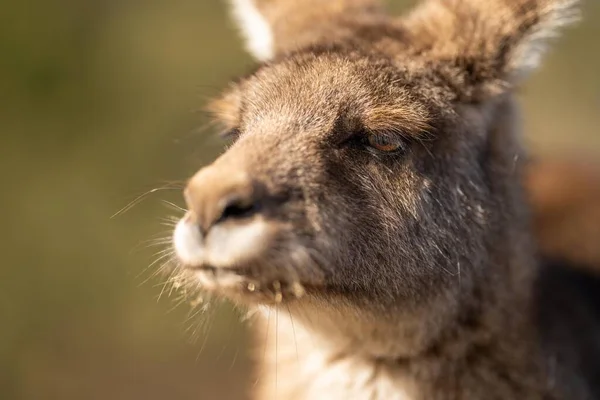 Närbild Vacker Känguru Nsw Australian Buske Australiska Inhemska Vilda Djur — Stockfoto