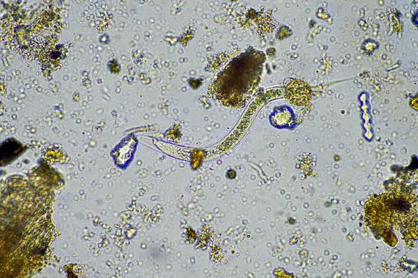 Нематода Почвы Кормления Бактериями Образце Почвы Микроскопом Регенеративной Ферме — стоковое фото