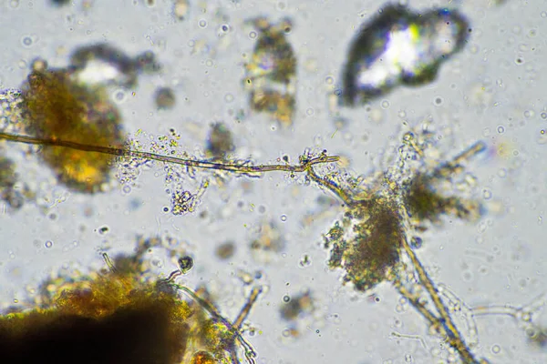 fungal hyphae on a soil sample on a farm. fungi storing carbon in the soil on a ranch