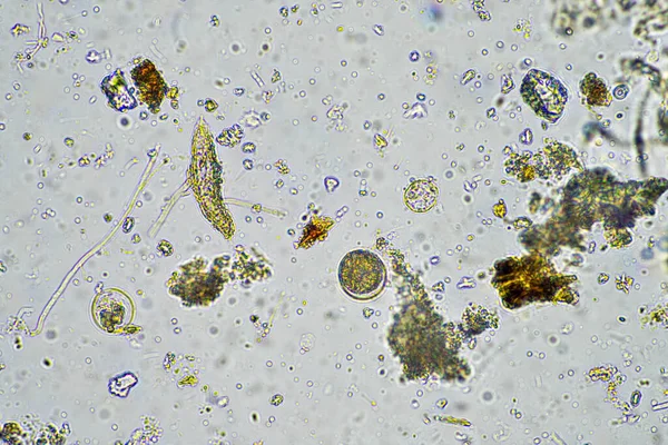 Bir Laboratuarda Mikroskop Altında Toprak Numunesinde Yaşayan Yaşam — Stok fotoğraf