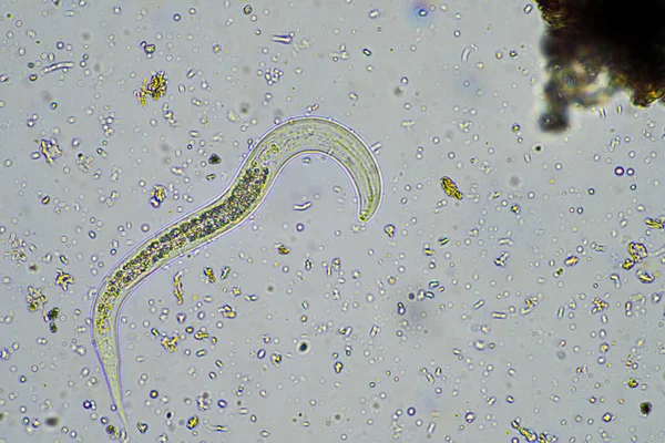 Avusturalya 'da bir çiftlikte mikroskop altında toprak numunesinde bakteriyel beslenme toprağı nematodu. 