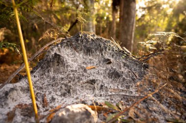 Çiftlikteki kumlu toprak. Bir tarlada kum yığını