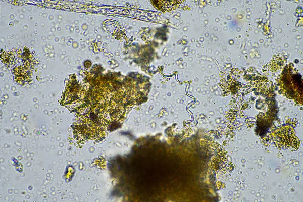 Pflanzen Sie Zellulose Einer Bodenprobe Unter Dem Mikroskop Auf Einem — Stockfoto