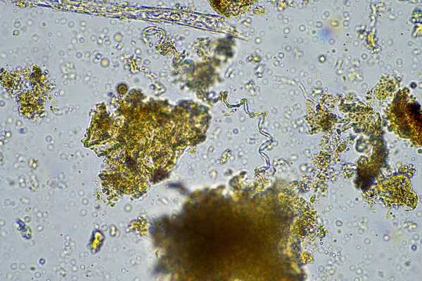 在农场显微镜下的土壤样本中种植纤维素 — 图库照片