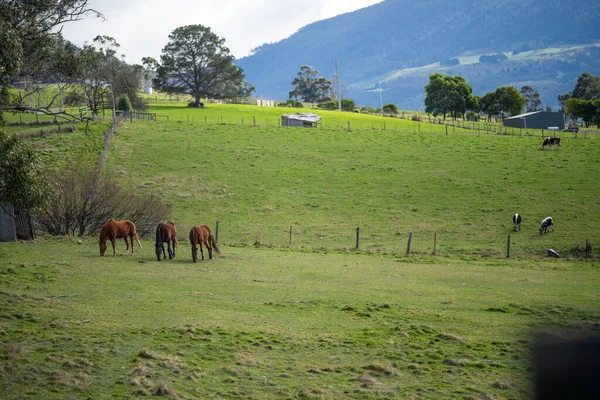 Hodowla Koni Wzgórzach Australii — Zdjęcie stockowe